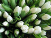 flowers007